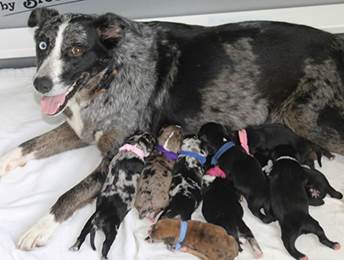 Chichester mama Zena and 10 pups 9 2017.jpg