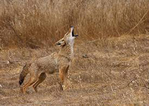 Gilmanton coyote2.jpg