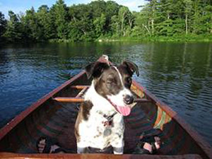 Pittsfield kayak dog.jpg
