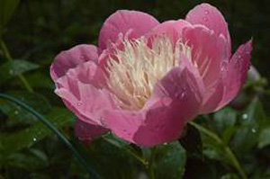 Chichester flower one.jpg