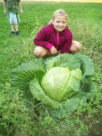 Chichester Cabbage.jpg