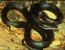 Pittsfield Black Snake.jpg