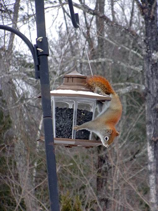 PIttsfield Bird Squirrel 1.jpg